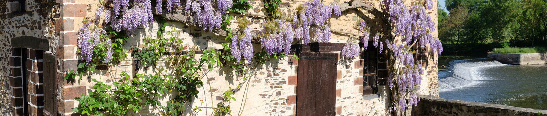 au-moulin-glycine