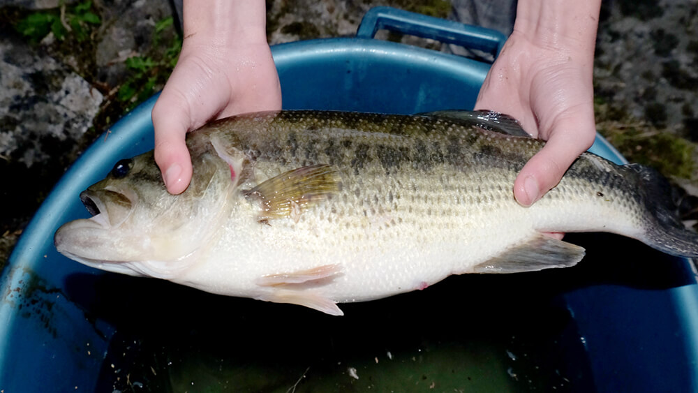 Pêche-blackbass