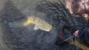 Ouverture de la pêche 2020